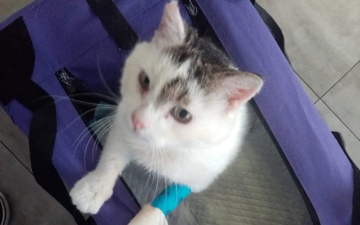 Zbiórka Chrapek chce chrapać - zdjęcie główne