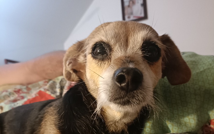 Zbiórka Pomoc Lucynce - zdjęcie główne