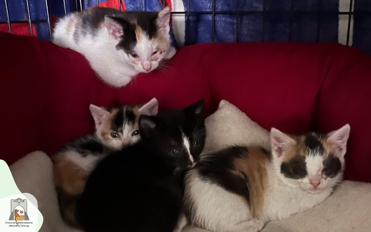 Zbiórka Kocia rodzinka z krzaczków - zdjęcie główne