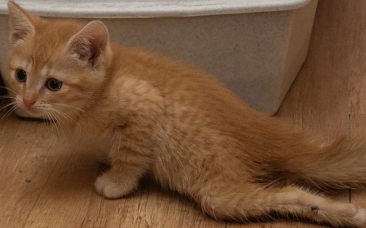 Zbiórka Zanik rdzenia kręgowego Zuzi - zdjęcie główne