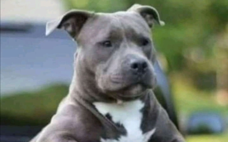 Zbiórka Chce fotografować zwierzęta - zdjęcie główne