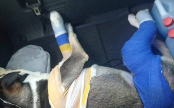 Zbiórka Bardzo ważna operacja łapy piesk - zdjęcie główne