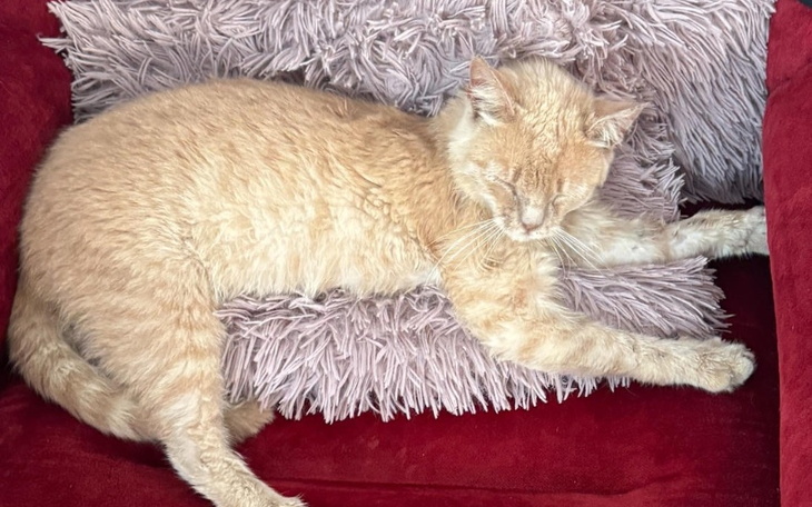 Zbiórka Operacja dla Biszkopcika - zdjęcie główne