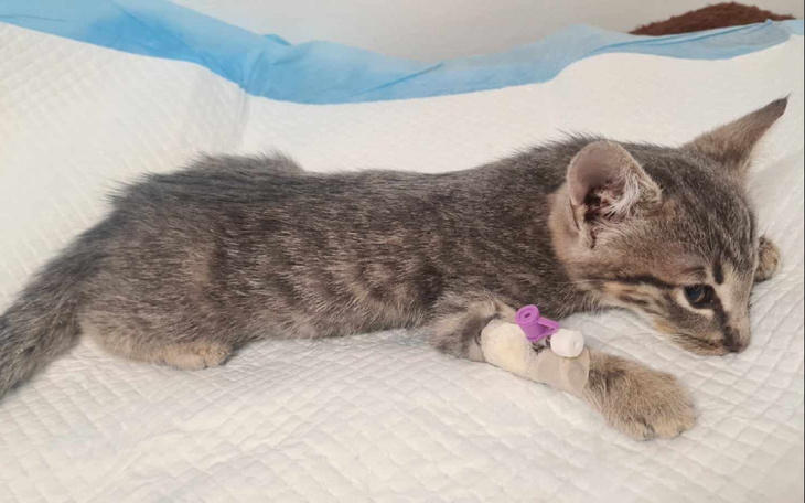 Zbiórka Panleukopenia Ratujmy kociaki - zdjęcie główne