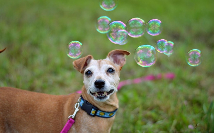 Pies z uśmiechem, otoczony bańkami mydlanymi na trawie.