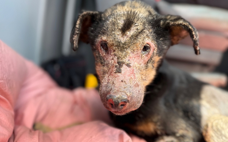 Chory pies z ranami na pyszczku, potrzebujący pomocy.