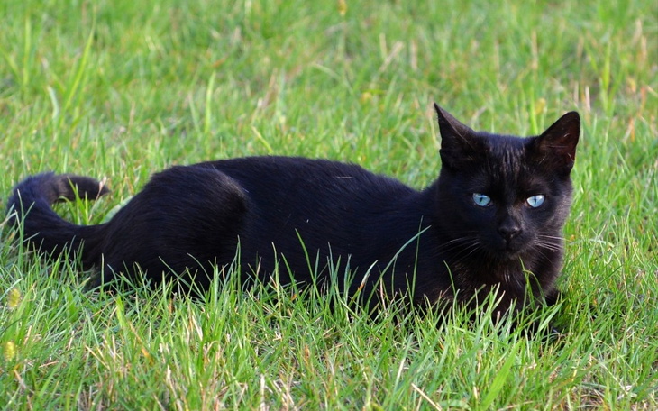 Zbiórka Uratować kotkę Lunę - zdjęcie główne