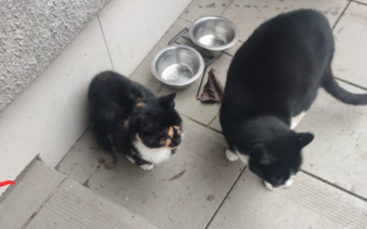 Dwa koty przy miseczkach, wyglądają na ciekawskie.