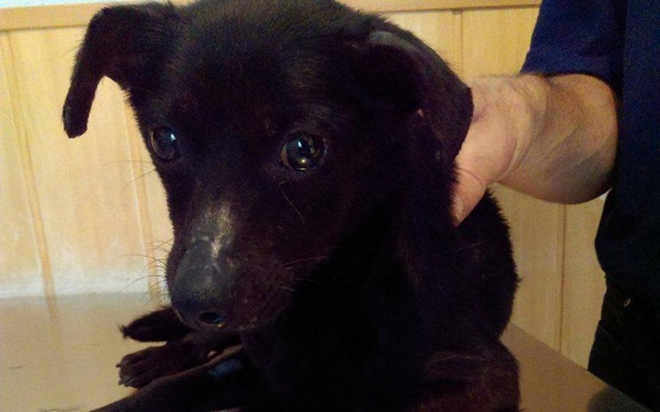 Zbiórka Połamana suczka z babeszjozą :-( - zdjęcie główne