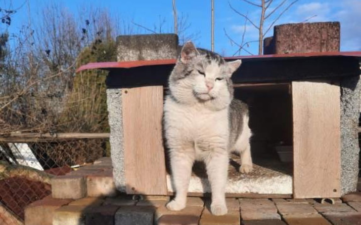 Kot wychodzący z budki na podwórku.