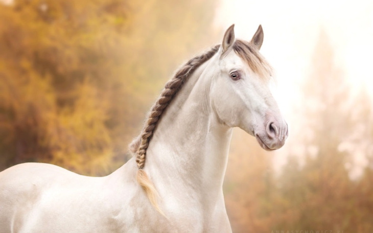 Biały koń na tle jesiennych drzew.