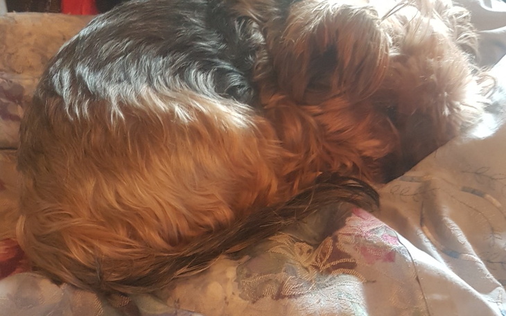 Zbiórka Powrót do zdrowia dla Czesia - zdjęcie główne