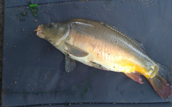 Zbiórka na wędkę. - zdjęcie główne