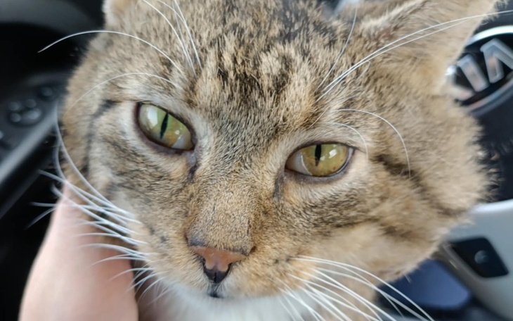 Kot z wyrazistymi zielonymi oczami, trzymany w rękach.