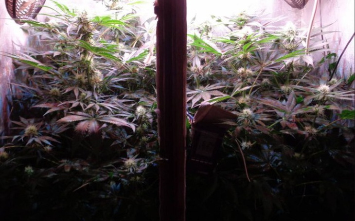 Zbiórka MARICHUANA -Amsterdam wyjazd - zdjęcie główne