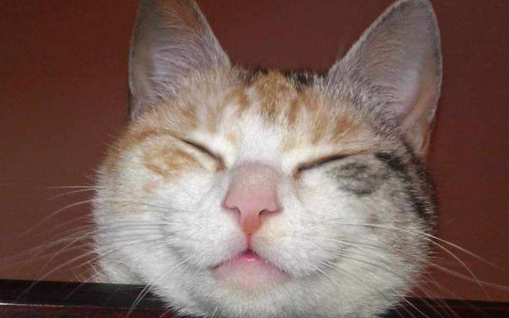 Kot z zamkniętymi oczami, wygląda na szczęśliwego.