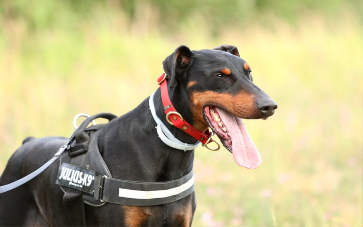 Pies rasy doberman w uprzęży, uśmiechający się na tle zieleni.
