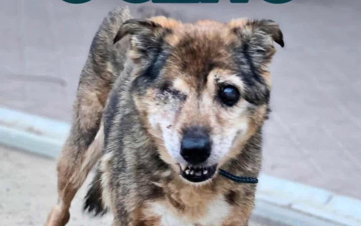 Pies z jednym okiem, uśmiechający się do kamery.