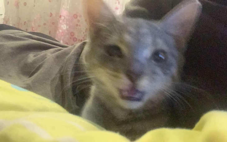 Kot leżący na łóżku, z wyrazem twarzy.