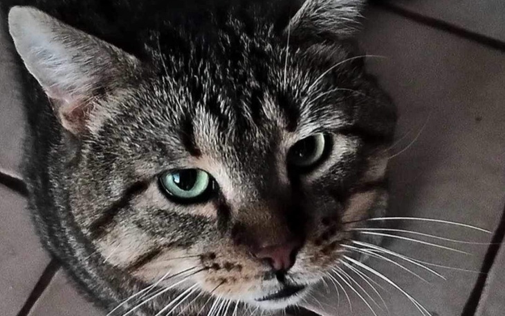 Bliskie ujęcie kota z zielonymi oczami, patrzącego w obiektyw.