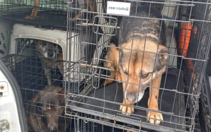 Zbiórka Zrzutka na transport - zdjęcie główne