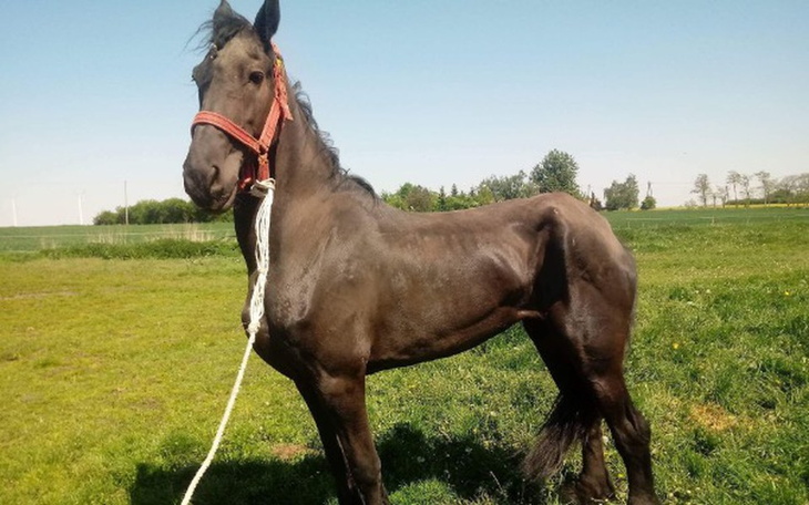 Zbiórka Na ratunek 16-letniej Iske - zdjęcie główne