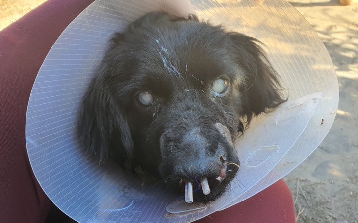 Zbiórka Operacja dla Krecika - zdjęcie główne