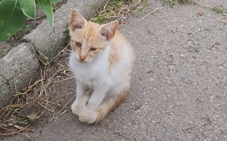 Zbiórka Pomóż kotom z Borowa - zdjęcie główne