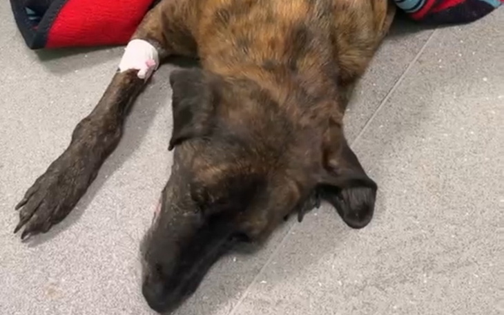 Chory pies odpoczywa na podłodze, z opatrunkiem na łapie.