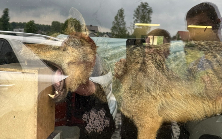 Wilk za szybą, ciekawy widok na dzikie zwierzę.