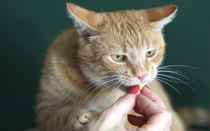 Rudy kot jedzący smakołyk z ręki, z zainteresowaniem wpatrujący się.