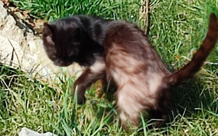 Kot bawiący się na trawie, w ruchu.