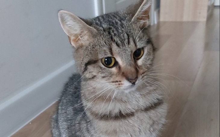 Kot siedzący na podłodze, z wyrazistym spojrzeniem.