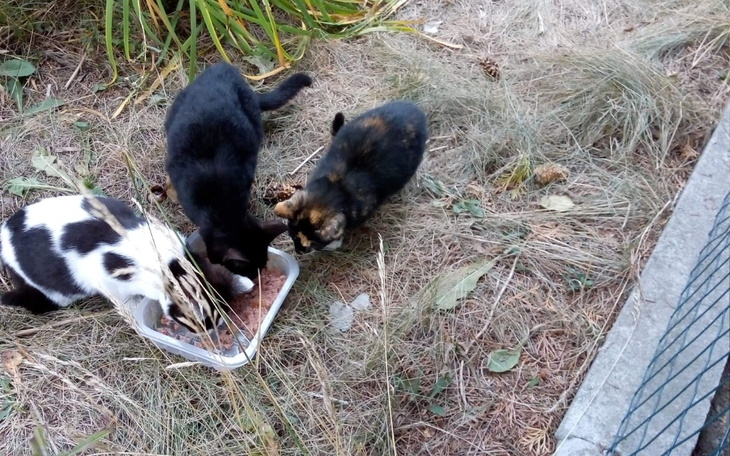 Zbiórka Jesienny głód - zdjęcie główne