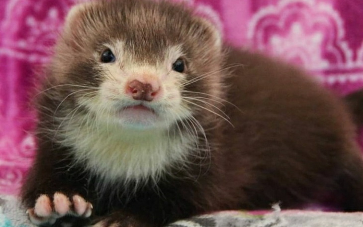 Zbiórka Pomagamy fretka - zdjęcie główne