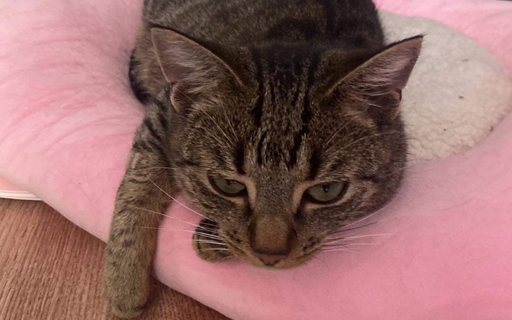 Zbiórka Leczenie Ziutaska - zdjęcie główne