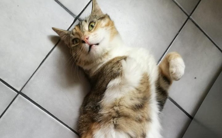 Zbiórka Na operację, kota mojego wujka - zdjęcie główne