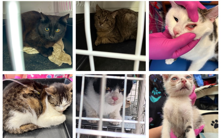 Koty w schronisku, czekające na nowy dom i opiekuna.