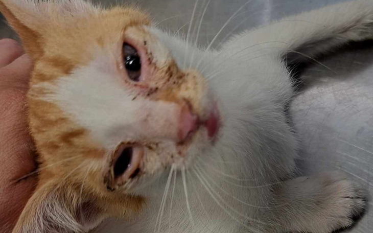 Zbiórka Nowe maluszki z mamą - zdjęcie główne