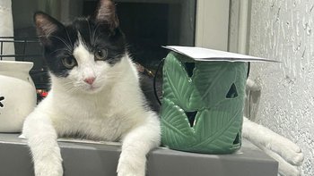 Zbiórka Oreo prosi o wsparcie - miniaturka zdjęcia