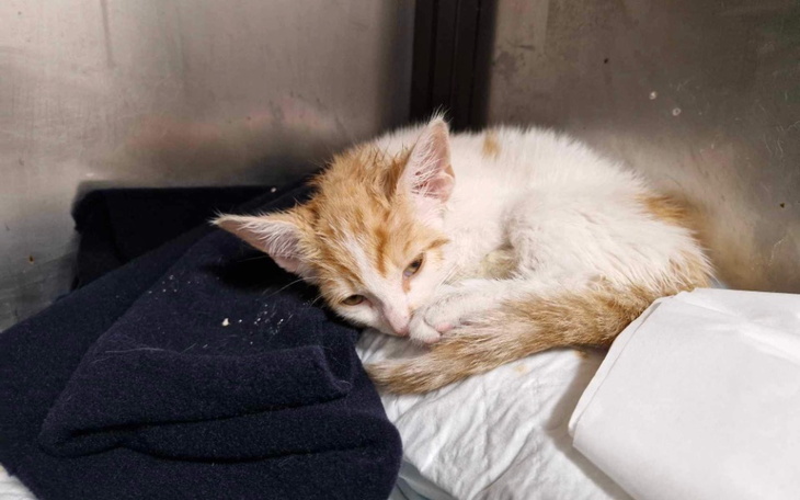 Zbiórka Walka z panleukopenią Pevex - zdjęcie główne