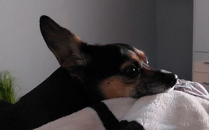 Zbiórka Sterylizacja i ... - zdjęcie główne