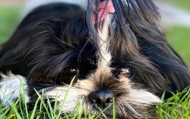 Zbiórka na operację dla mojego pupila - zdjęcie główne