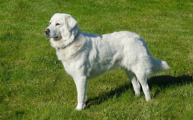 Biały pies na zielonej trawie, patrzący w dal.