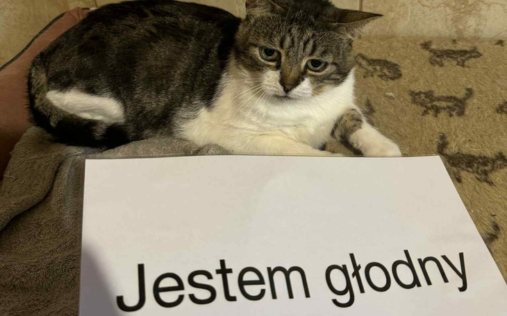 Kot leżący na kanapie z napisem 'Jestem głodny'.