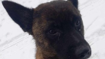 Zbiórka Kastracja Saby - miniaturka zdjęcia