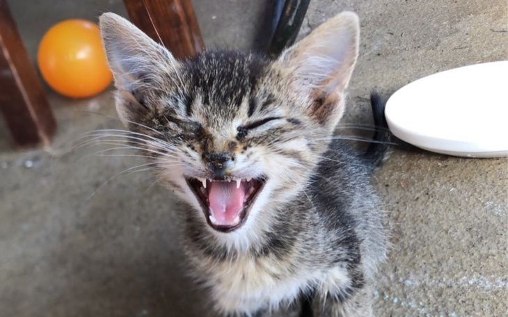 Zbiórka na leczenie Danio - zdjęcie główne