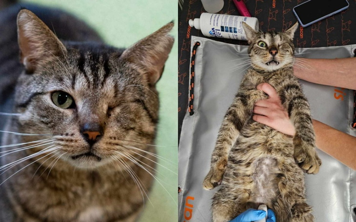 Zbiórka Walczymy dla Alosia - zdjęcie główne