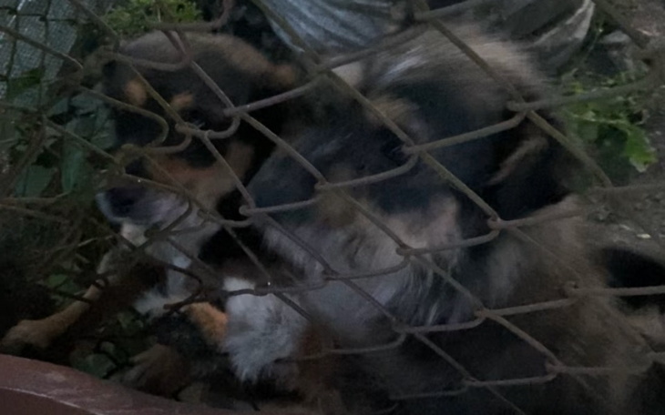 Kotka w lecznicy, potrzebująca uwagi i troski.