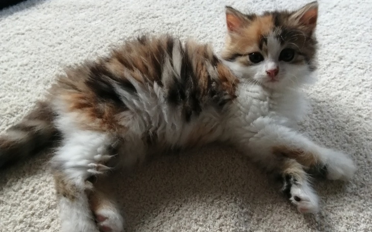 Zbiórka Leczenie złamanego barka u kota - zdjęcie główne